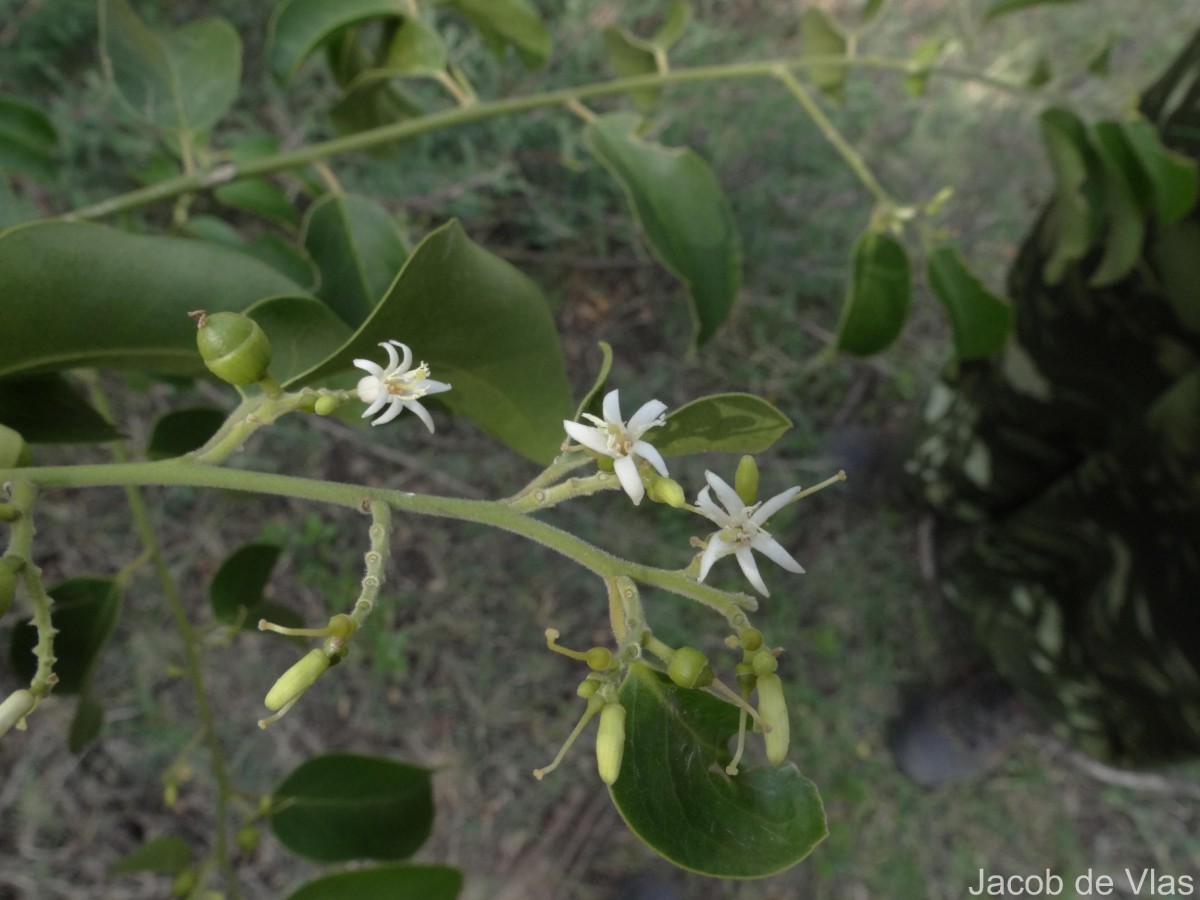 Olax scandens Roxb.